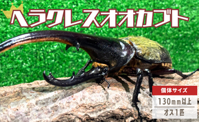 ヘラクレスオオカブト オス  130mm以上 1匹