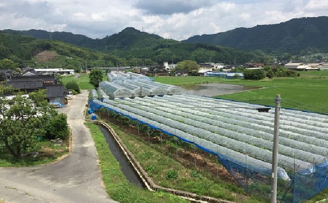 ぶどう 2027年 先行予約 ひらた農園 贈答用 岡山県産 加温ハウス栽培 ニューピオーネ 約2kg（3～5房） 果物 ぶどう フルーツ 