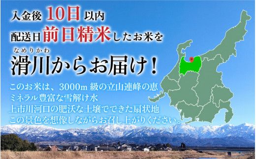 【訳あり】ほたるいか米（精米５kg）【通年発送】