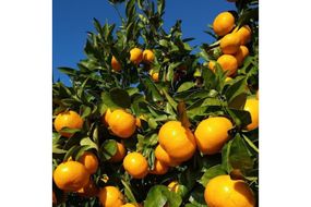 【先行受付】【数量限定】早生みかん（生果）5kg（2025年11月上旬より順次発送）IKTQ005