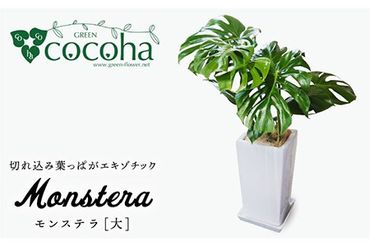 モンステラ （ 大 ） （ スクエアポット ） 糸島市 / cocoha [AWB021] 観葉植物 室内 大きい