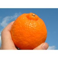 【2027年先行予約】ポンカン[約8kg]和歌山県有田産 春みかん (果実サイズおまかせ) 春みかん 紀伊国屋文左衛門本舗_V7406
