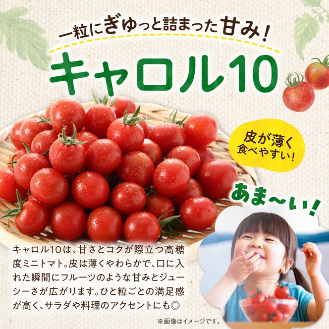 【先行予約：2026年9月上旬以降発送】余市町産丸型ミニトマト「キャロル10」3Kg 高糖度 自根栽培 濃厚 甘い 野菜 返礼品 寒暖差 皮薄 ジューシー サラダ_Y165-0002