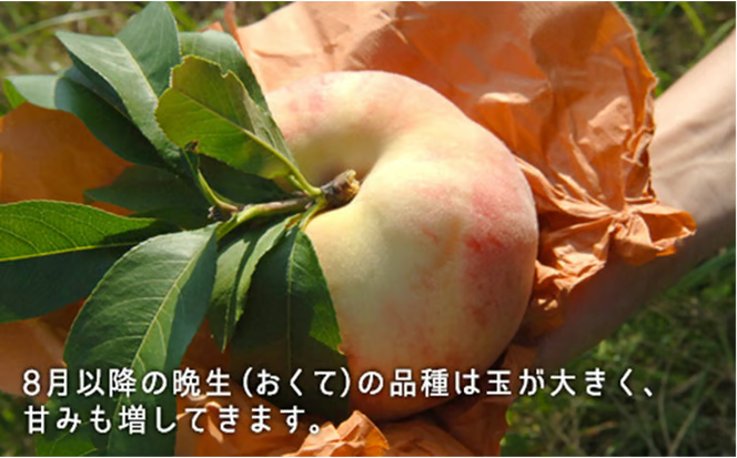桃 2026年 先行予約 白桃 晩生種 大玉 約2.2kg 6～7玉 もも モモ 岡山県産 国産 フルーツ 果物 ギフト [№5735-0883]