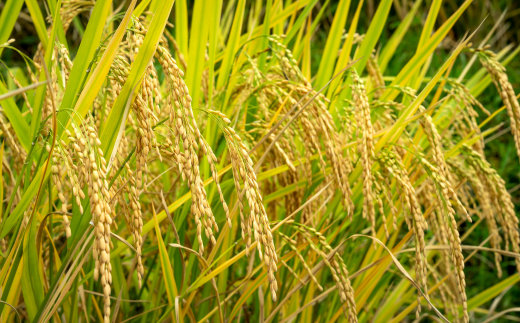 【兵庫県香美町産コシヒカリ】【令和7年産 とろかわの恋（極） 5kg×1】《無洗米仕様》 香美町産 但馬堆肥米 お米 白米 令和7年産 無洗米 ふるさと納税 返礼品 おすすめ 兵庫県 香美町 香住 アグリクロード村岡 13-10