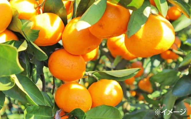 【2026年10月下旬～発送】【2回定期便】温州みかん 食べ比べ 10kg×2回 / みかん 青島みかん ミカン 蜜柑 甘い フルーツ 果物 / 南島原市 / 蜜柑屋まつお[SCQ004]