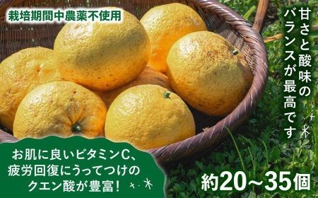 【全2回定期便】【 有機栽培 】 甘夏 10kg 栽培期間中 農薬 不使用 糸島市 / わかまつ農園 / 果物 フルーツ [AHB051]