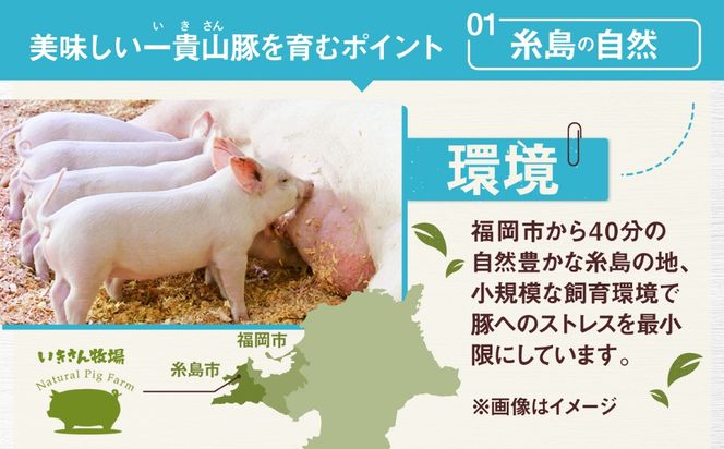 一貴山豚 BBQスペアリブ 計500g(250g×2p) 糸島市 / いきさん牧場 豚肉 冷凍[AGB048] 豚肉 豚 ブランド豚 一貴山豚 ポーク スペアリブ 肉 国産 味付け BBQ