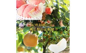 全2回 フルーツ定期便（桃 約1.8kg 8月、梨 約2kg 9月発送） ｜ 和歌山県産 モモ ナシ 旬 果物