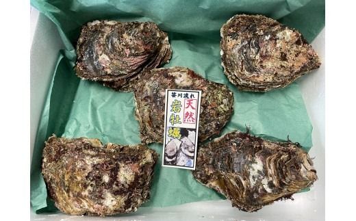 【期間限定】新鮮！笹川流れ『天然岩牡蠣』 Lサイズ 約1kgセット（1個 200g～250g×4～5個） 1043003