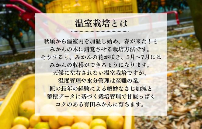 【母の日ギフト】ハウスみかん 温室栽培 夏の有田みかん 2kg 秀品 L M Sサイズのいずれか 和歌山県産 産地直送 【みかんの会】 AX360