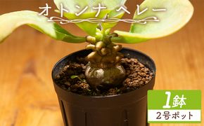 塊根植物 ヘレー オトンナ - 植物 オトンナ属 塊根 インテリア ナチュラル 自然 グリーン 観葉植物 おしゃれ 癒し かわいい 多肉植物 塊根植物 サキュレントフィールド Succulent field 高知県 香南市 常温 cc-0007