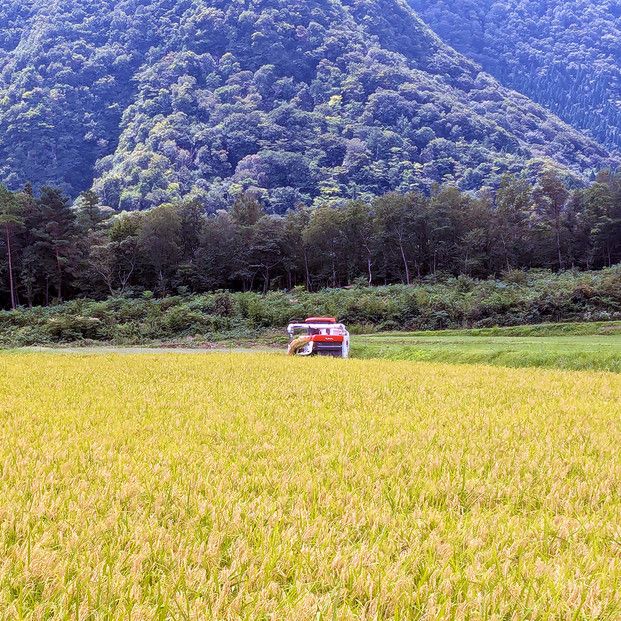 令和7年産　山崎農園こしひかり　無洗米5kg 313726_CH005
