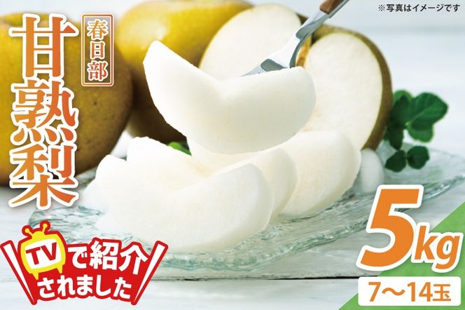 【8月中旬より発送】森田さんが作った☆春日部甘熟梨5kg☆（7～14玉）【埼玉県 春日部市 梨 なし ナシ 5kg 甘熟梨 完熟梨 フルーツ 果物 旬 産地直送】(BG001-1)