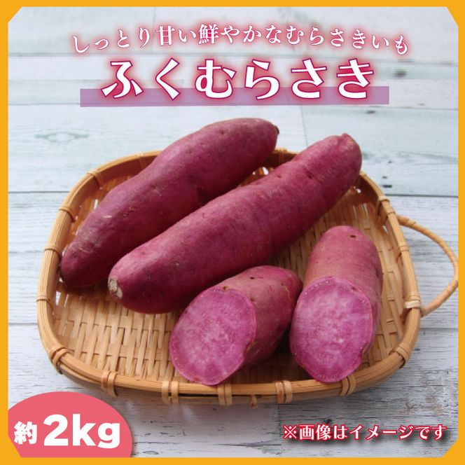 2025年度産 しっとり甘い鮮やかな紫いも ふくむらさき 約2kg｜さつまいも 芋 お芋 ふくむらさき 紫いも 渋谷農園 先行予約 茨城県 行方市(BZ-58)