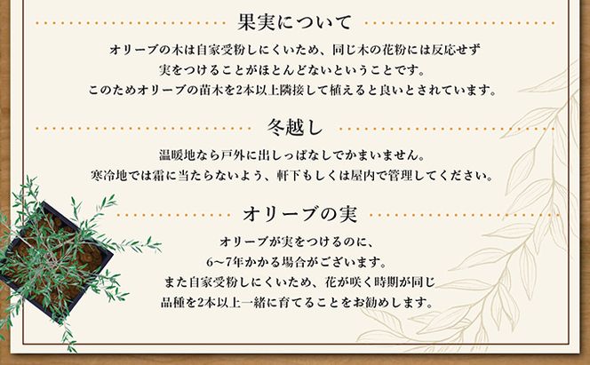 【 小豆島 】オリーブのミニ盆栽 olive（ コリーブ ） 植物 観葉植物 オリーブ 盆栽 ミニ インテリア コンパクト 香川 香川県 土庄 土庄町