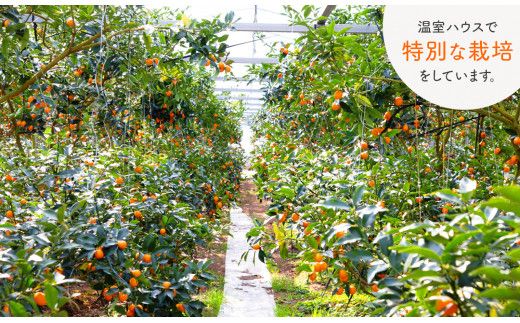 【田口ファミリーファーム】皮ごとぱくっと!完熟きんかん3L　40玉×2箱(2026年2月中旬発送開始) N053-YZB231