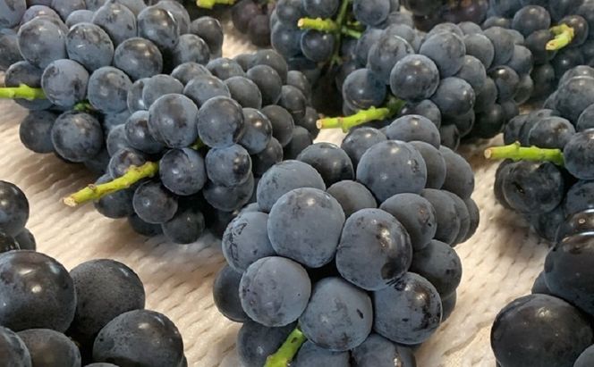 ぶどう 【2026年 先行予約】 種なし完熟 ニューピオーネ 2房 合計約1kg/ ブドウ 葡萄 岡山県産 国産 フルーツ 果物 渡邊農園