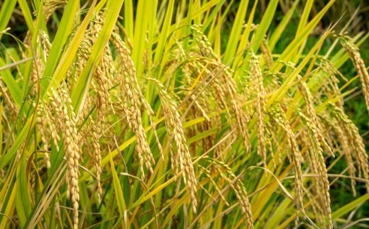 【令和7年産 但馬産 コシヒカリ 特A米 5kg】 常温 米 お米 白米 精米 令和7年産 単一原料米 国産 HACCP認定 認定地域資源 こしひかり ふっくら もちもち 食感 冷めても美味しい ふるさと納税 おすすめ 返礼品 兵庫県 香美町 JAたじま たじまんま 76-04
