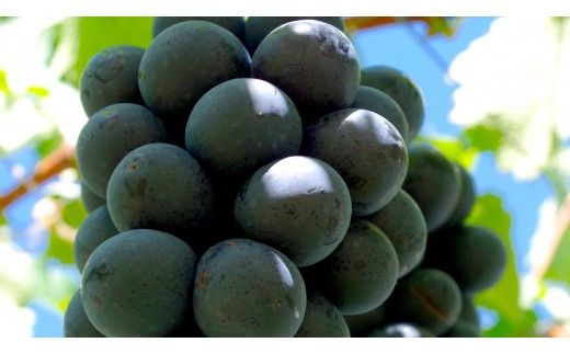 ナガノパープル 約5kg (7～9房)【2026年9月上旬発送開始】(茨城県共通返礼品：大子町) ぶどう 葡萄 ブドウ 果物 フルーツ 果実        