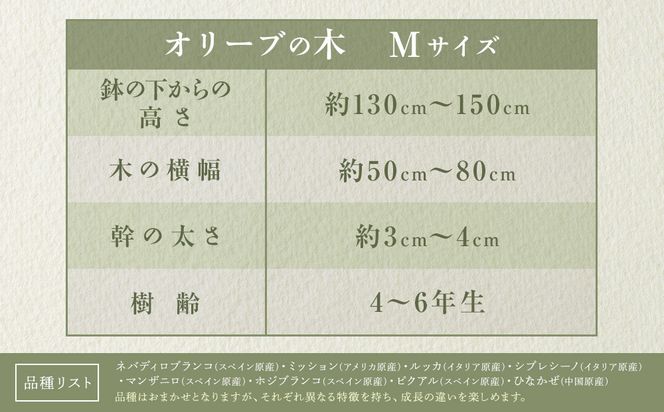 オリーブの木　Mサイズ　高さ約130～150cm 372013_KB002