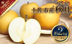 【先行予約】高知県土佐市産 梨（秋月）約2kg 5～6玉 〈2026年9月10日頃～9月30日頃発送〉 あきづき なし ナシ 2キロ 国産 フルーツ 果物 くだもの デザート スイーツ 旬 甘い 果汁たっぷり ジューシー【株式会社とさもん】[BQAE019]