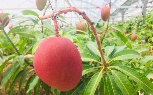 【先行予約】マンゴー(アーウィン種) 4～5玉 約2.4kg IF-2