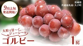ゴルビー １房【2026年9月上旬発送開始】(茨城県共通返礼品：大子町) ぶどう ブドウ 葡萄 果物 フルーツ 果実 