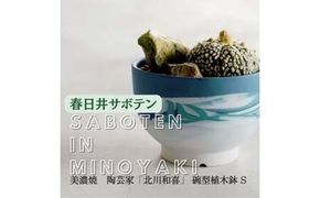 多治見市×春日井市コラボ 【美濃焼】 陶芸家「北川和喜」 碗型植木鉢 S× 【日本有数のサボテン産地】 春日井市の名店 後藤サボテン