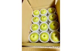 1264.【2026年度発送先行予約】訳あり　二十世紀梨　5kg 313726_CS007