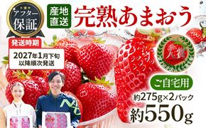 アフター保証 あまおう 約550g（約275g×2パック）【先行受付／2027年 1月下旬以降順次発送予定】いちご 大粒 不揃い 苺 イチゴ 福岡高級 フルーツ 土産 福岡県