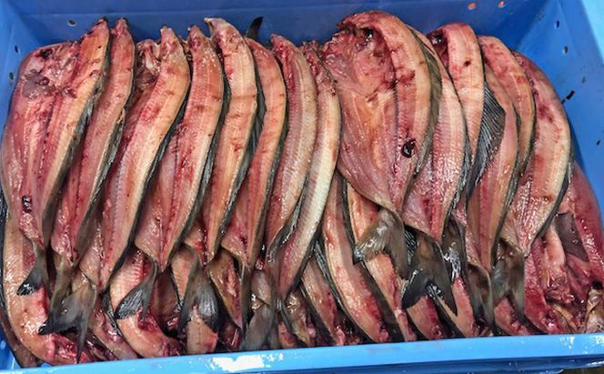 北海道 礼文島産 北の荒波が育んだ 極上 肉厚 開きほっけ 大サイズ350g以上×8枚［マルキュウ ジンポーフーズ］【 ほっけ ホッケ 開きほっけ 干物 大サイズ 肉厚 脂のり 焼き魚 海鮮 北海道産 絶品 大容量 】