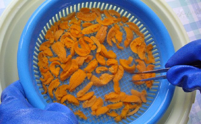 北海道 礼文島産 ミョウバン不使用 塩水ウニ エゾバフンウニ 100g×10パック［野崎水産］【 うに ウニ 雲丹 生うに 塩水うに バフンウニ 素材本来の味 海鮮 うに丼 濃厚 甘み 産地直送 】