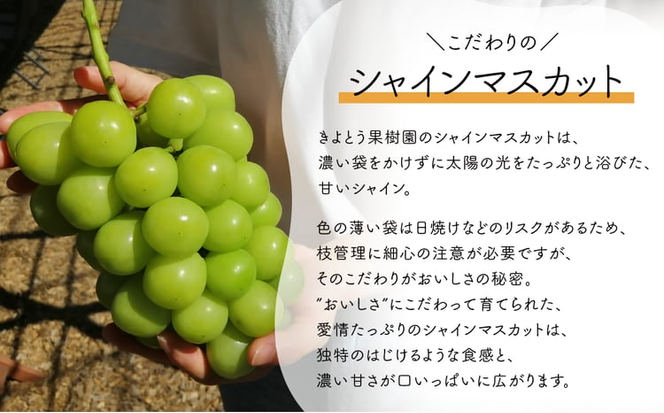 【2026年先行予約】旬採り桃とシャインマスカットどっちも食べたい便！２回便(定期便) (岡山県産)【KF-T012-04】