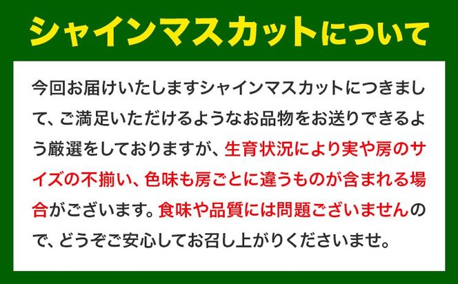 【2025年出荷先行予約】 厳選 シャインマスカット 訳あり 約600g ぶどう マスカット フルーツ 先行予約 2025 果物 岡山 不揃い 晴王 ブドウ ご家庭用 シャイン 先行予約 お手頃---ofn_cwsm_ae911_25_9000_600---