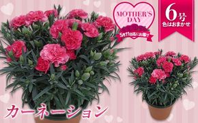 カーネーション6号鉢（18cm） F4N-1396