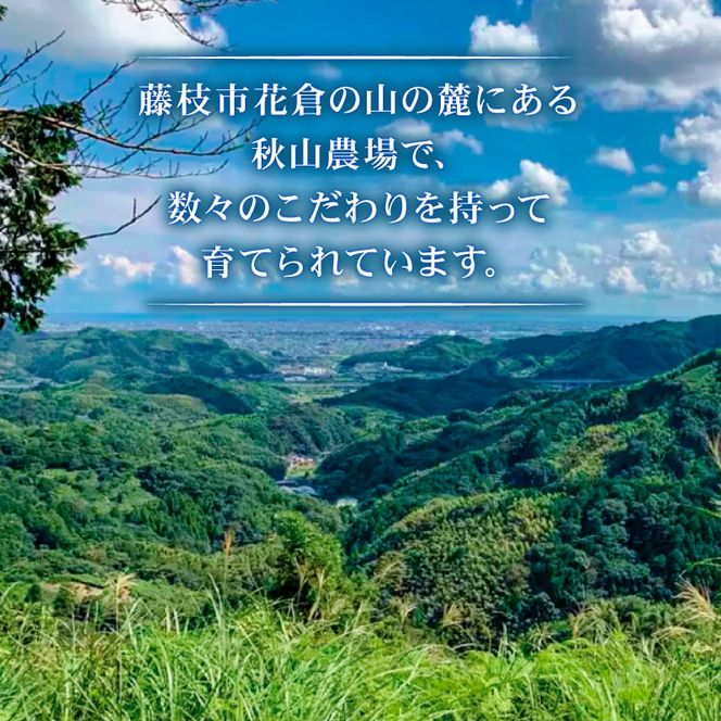 【6回定期便】 黒毛和牛 切り落とし 320g×2 A4 A5 ランク 肉 お肉 和牛 牛 人気 国産 定期便 静岡県 藤枝市