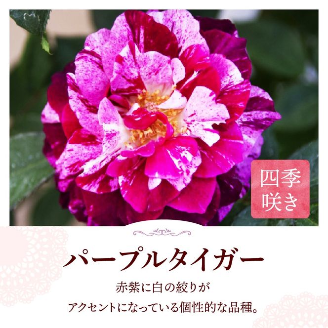 【群馬県千代田】パープルタイガー　【バラ】　鉢植え　６号鉢　鈴木ガーデン