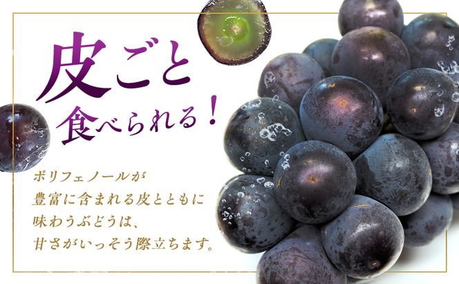 ぶどう 2026年 先行予約 オーロラブラック 2房 1房 500g～600g ご家庭用 ブドウ 葡萄 フルーツ 果物 岡山 赤磐市産 農マル園芸 あかいわ農園 種なし 大粒 高糖度 