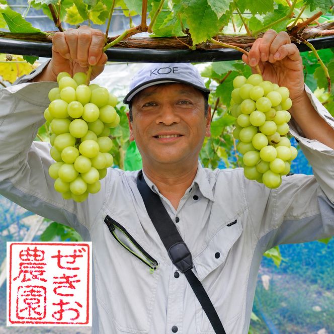 ぶどう 食べ比べセット 2房 合計 1kg 前後 葡萄 フルーツ 岡山 高梁市産 ぜきお農園 ぶどうclub 2026年 先行予約 果物類 マスカット 果物 