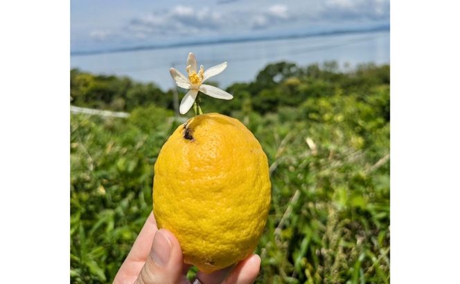 小豆島レモンシロップ（280ｍl）　レモン シロップ 檸檬 果物 柑橘 かんきつ 小豆島 自然栽培 香川県 土庄町