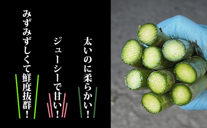 【2026年春発送】北海道 富良野産 アスパラガス 極太 2Lサイズ 800g ハウス栽培 (山本農園) 野菜 新鮮 直送 朝採り アスパラガス 道産 北海道 ふらの 