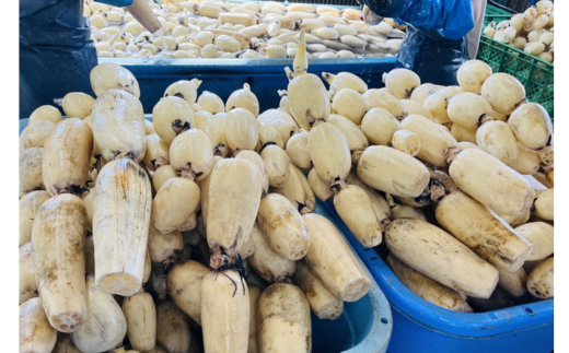 【定期便3ヶ月】【訳あり】土浦市産 れんこん 2㎏　味で勝負！タップリ大満足！ すずき蓮根農園のご家庭用れんこん「竹 2キロ」 ｜ 産地直送 茨城県 レンコン 蓮根 野菜 シャキシャキ ※離島への配送不可 ※ 2026年1月上旬より順次発送予定