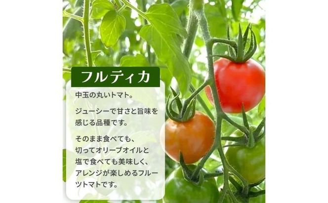 栃木県 鹿沼産 高糖度 フルーツトマト ”とまおとめ” フルティカ 2kg | 野菜 トマト ミニトマト カキヌマファーム 濃厚 贈り物 新鮮 高糖度 リコピン ビタミン ダイエット 美容 健康 ※2025年12月下旬～2026年6月上旬頃に順次発送予定