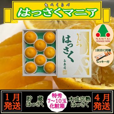 1・4月発送 全2回 定期便 はっさく マニア 貯蔵 ＆ 木成完熟  特秀 7 ～ 10玉  和歌山 有田 南泰園