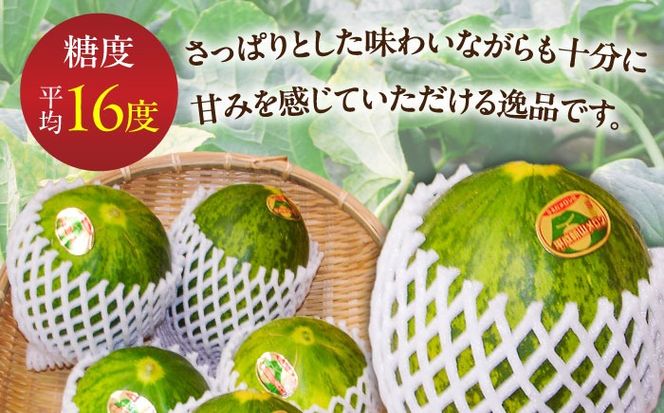 【2026年3月中旬～発送】パパイヤメロン 6〜8玉 約5kg / メロン めろん 果物 フルーツ / 南島原市 / うえだメロン園[SAD008]