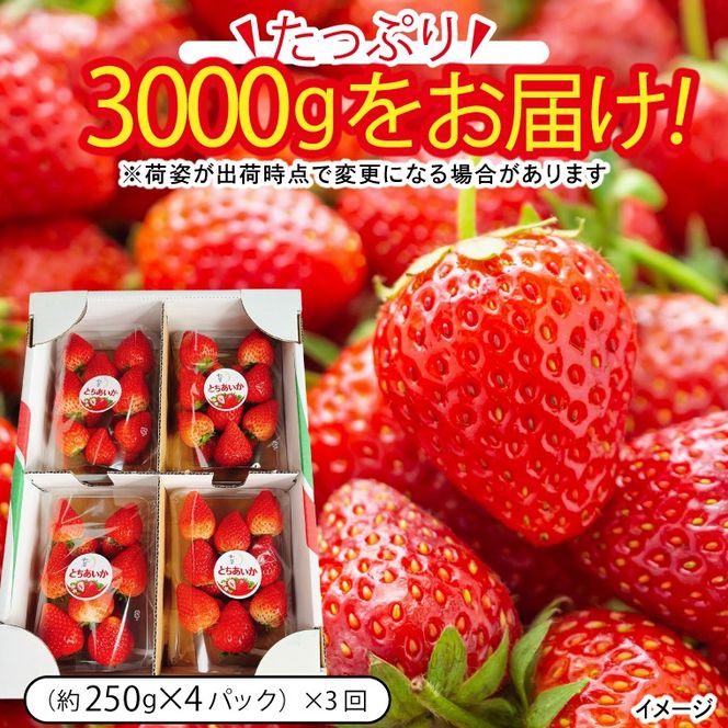 【先行予約】【3回定期便】栃木県産 とちあいか 合計3,000g (250g以上×4パック×3回) 農家直送 家庭用 和饗エコファーム【栃木県共通返礼品/高根沢町産】｜定期便 栃木県 ふるさと納税 いちご イチゴ 苺 旬 果物 フルーツ とちあいか(DW002)