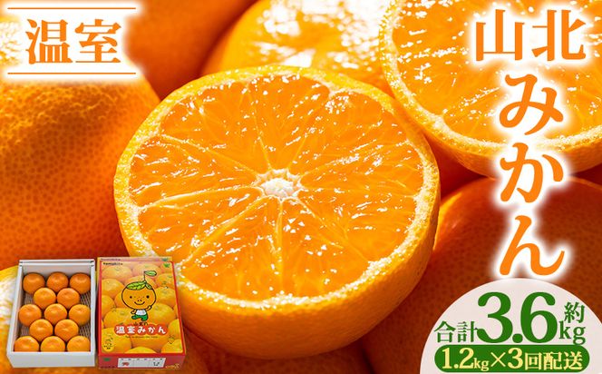 みかん 定期便 【３回定期便】山北温室みかん1.2kg Wku-0060