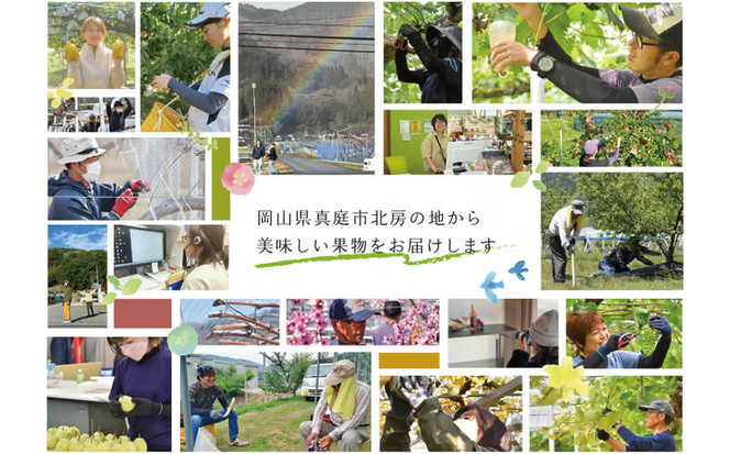 【2026年先行予約】岡山のシャインマスカットを楽しむ満足2回便！特大２房×２回/全便計2.6kg~ (定期便)(岡山県産)【KF-T044-03】