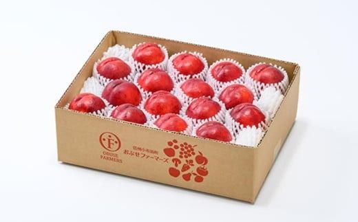 メイグランド 約2.6kg ［おぶせファーマーズ］ 果物 フルーツ ネクタリン 長野県産 信州産 令和7年産 【2025年7月中旬～8月上旬発送】［F-13］